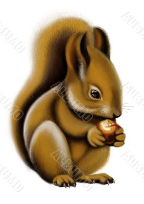 Squirrel Squirrel