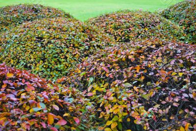 Autumn bushes Autumn bushes