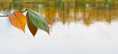 Beautiful leafs over the water