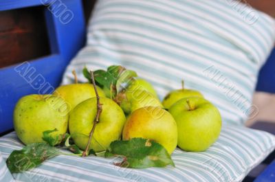 Apple harvest