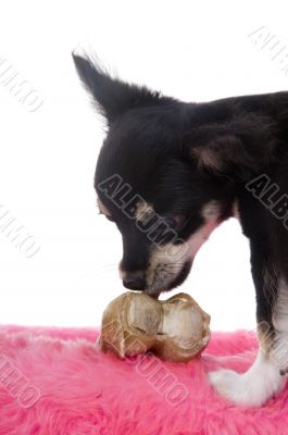 Chihuahua with big bone
