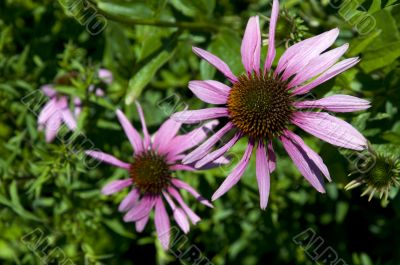 rudbeckia