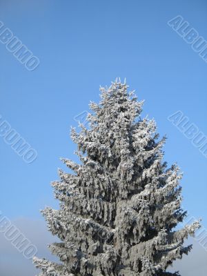 conifer covered with snow