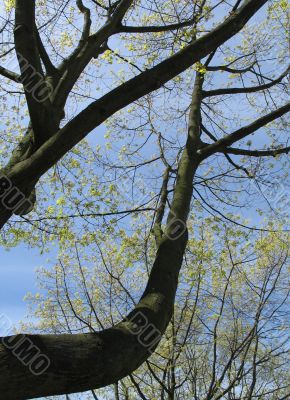 massive tree and blue sky