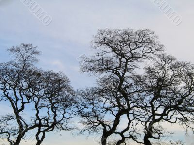black tree in the winter time black tree in the winter time