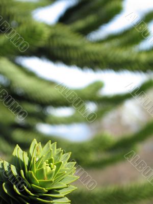 green monkey tree close up green monkey tree close up