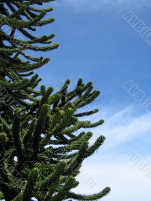 green monkey tree and blue sky green monkey tree and blue sky