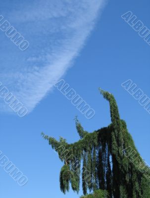 conifer covered with snow