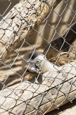 vulture attack