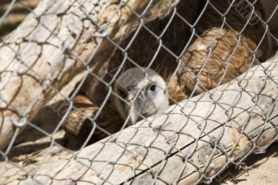 vulture confine vulture confine