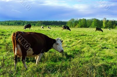 Cows surrounded by colorful fields and meadows