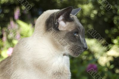 cute siamese domestic cat