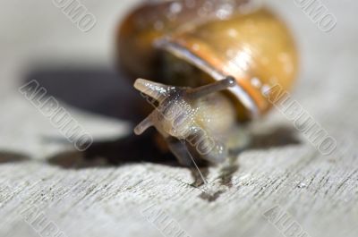 macro of snail on wooden table