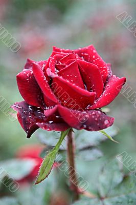 One flower of a red rose with water drops