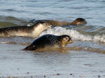 Seals at the beach of Helgoland