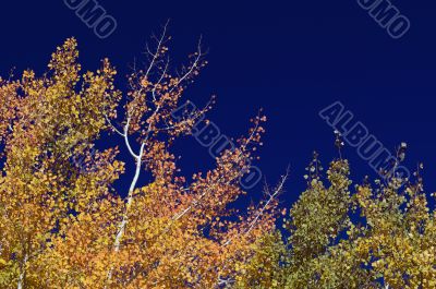 Colorful Aspen Pines