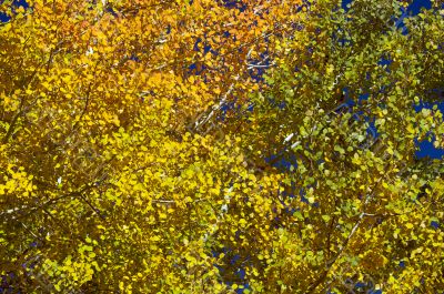 Colorful Aspen Pines