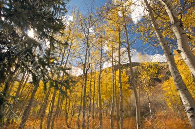 Colorful Aspen Pines