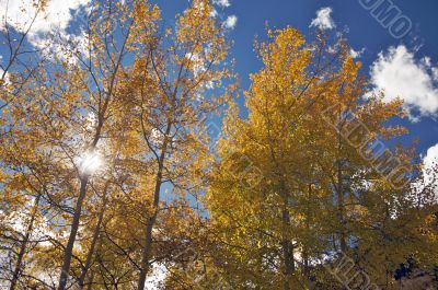 Colorful Aspen Pines