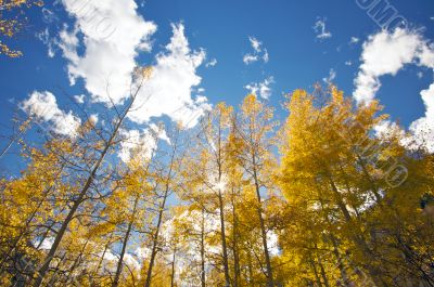 Colorful Aspen Pines