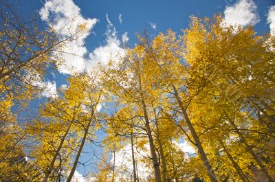 Colorful Aspen Pines