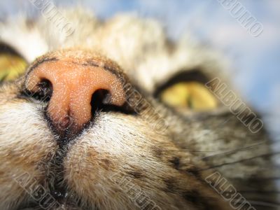 Kitty`s nose