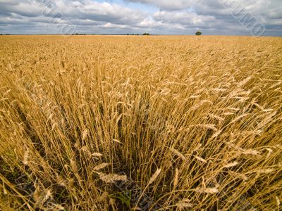 Big rye field