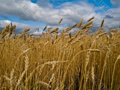 rye field