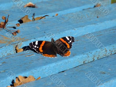Butterfly on blue bench