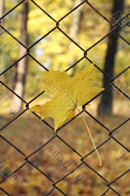  yellow leaf