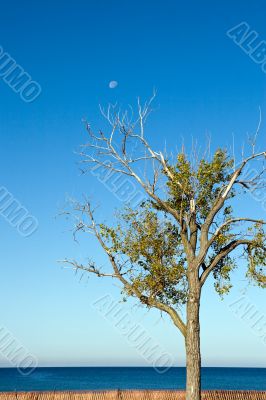Tree and Daytime Moon