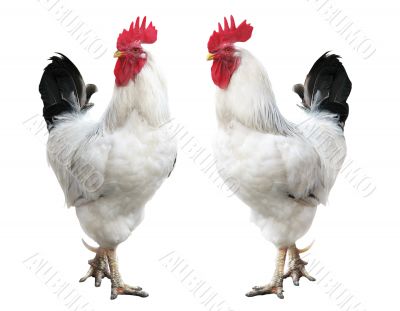 Two young cocks