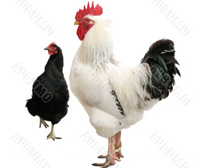 white cock and black hen