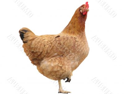 hen isolated hen isolated