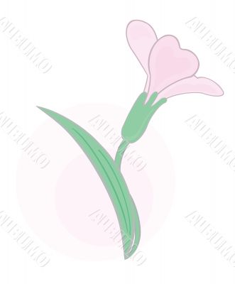 Tender flower Tender flower