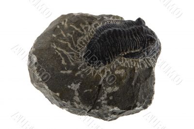 Fossil