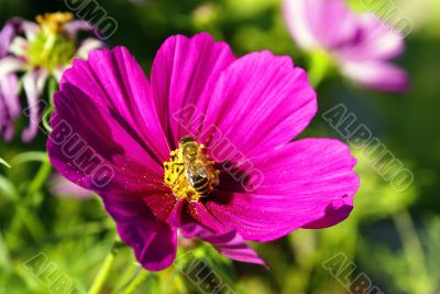 Busy Bee on a Cosmos Flower