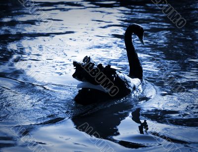 The black swan / blue tone