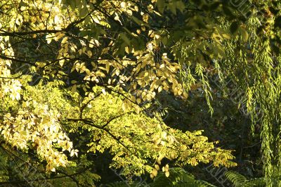 autumn background / morning sunlight