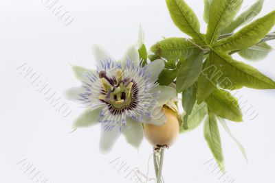 passion fruit and passionflower