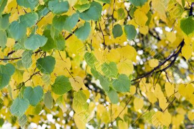 Beautiful autumn leaves