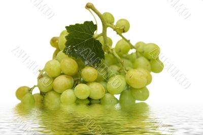 Bunch of Green Grapes laying