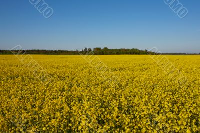 Canola Field under Blue Sky