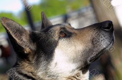 East European Shepherd East European Shepherd