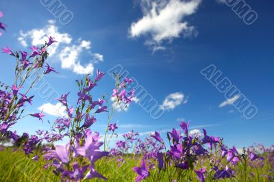 Bluebells in Summer