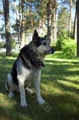 East European Shepherd