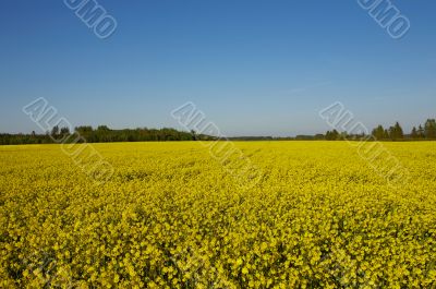 Canola Field under Blue Sky Canola Field under Blue Sky