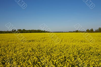 Canola Field under Blue Sky