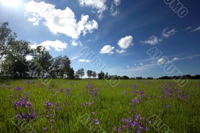 Bluebells under the sky Bluebells under the sky