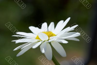 White daisy on a wind